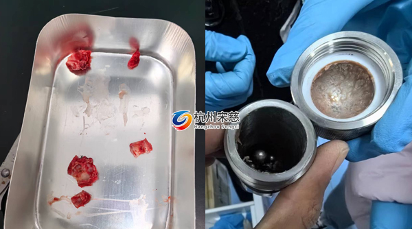 宋慈多樣品組織研磨儀顯神威|大鼠頭骨RNA提取輕松搞定！